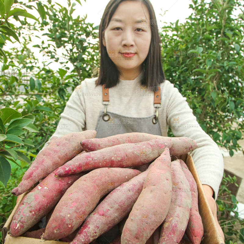 手上拿的红瑶蜜薯