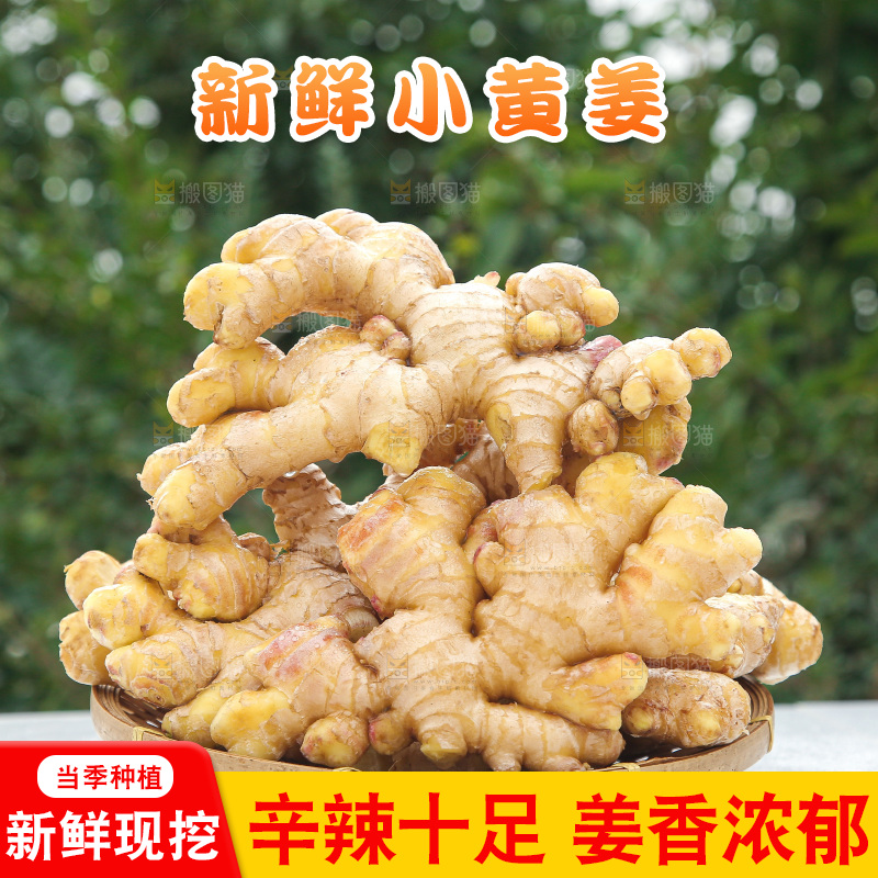 浅底上的小黄姜