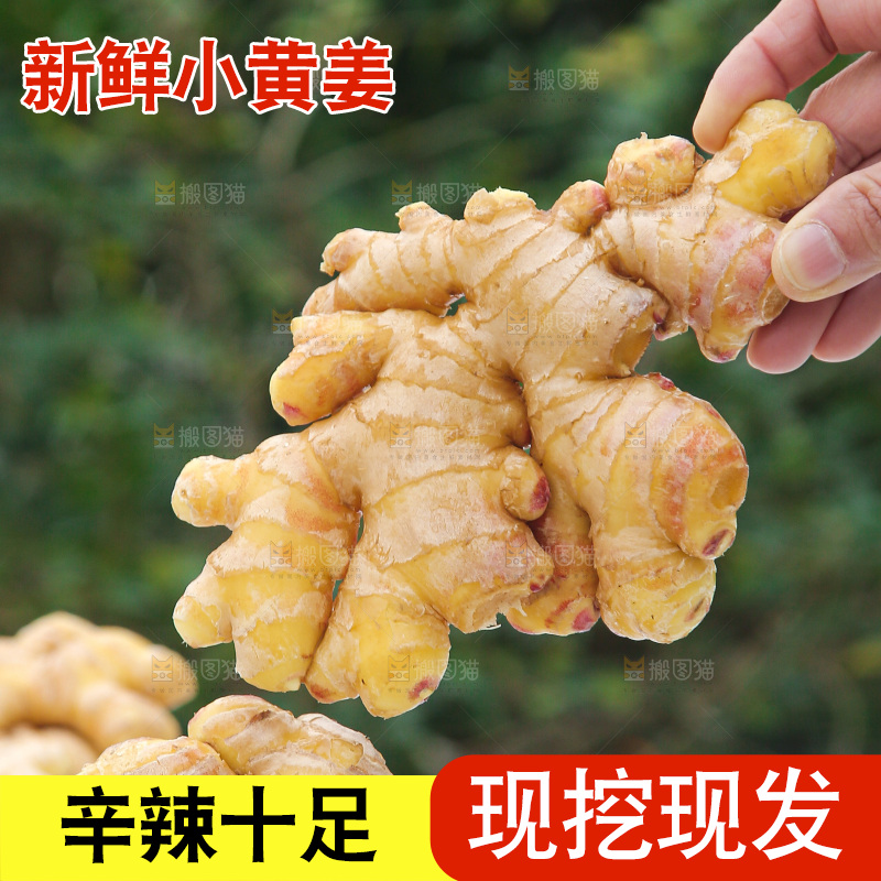 手上拿的小黄姜