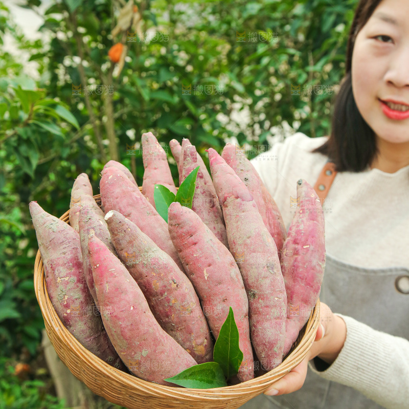 手上拿的红瑶蜜薯