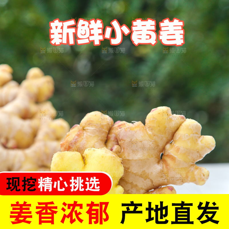 浅底上的小黄姜