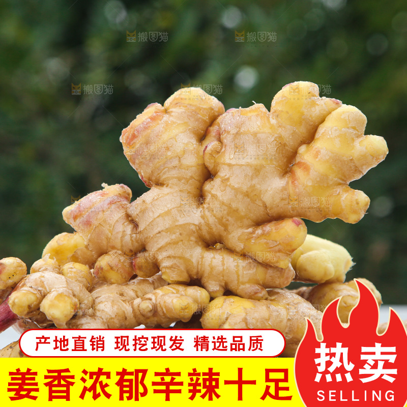 浅底上的小黄姜
