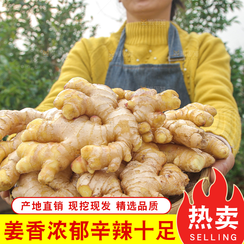 手上拿的小黄姜