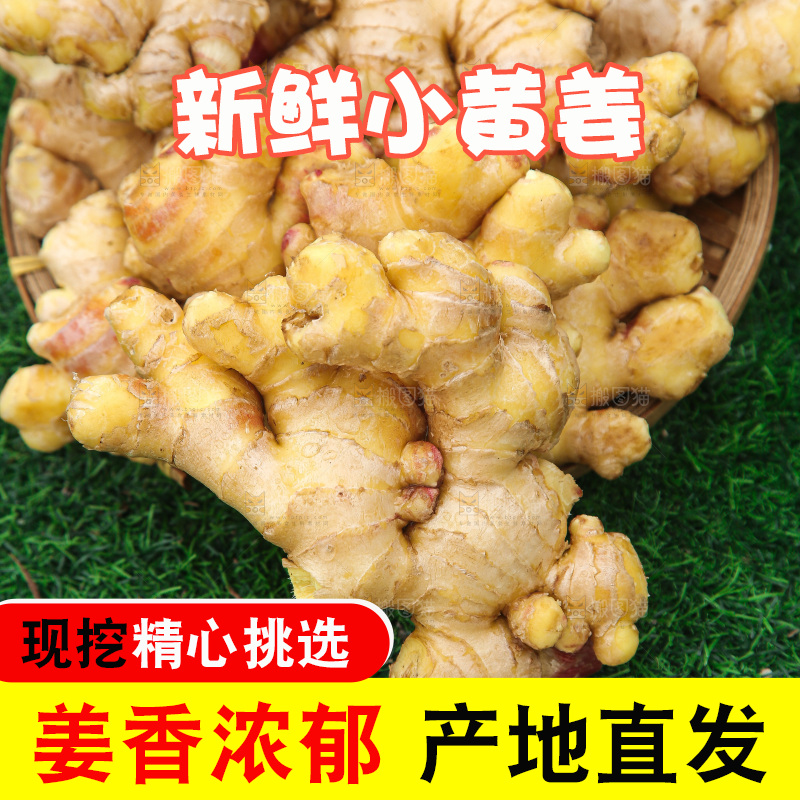 浅底上的小黄姜