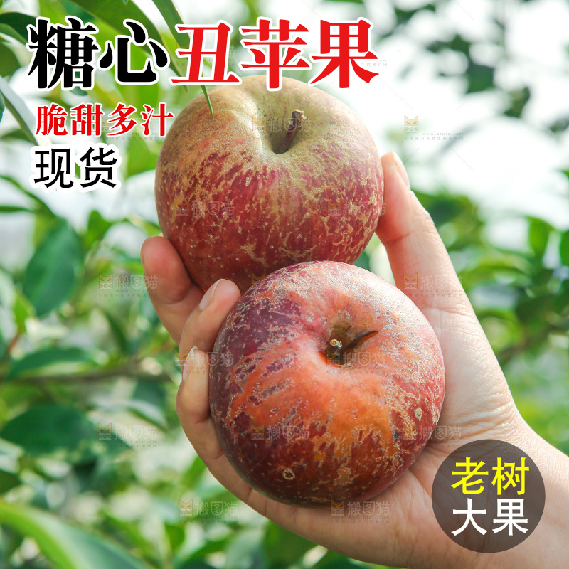 外景糖心苹果