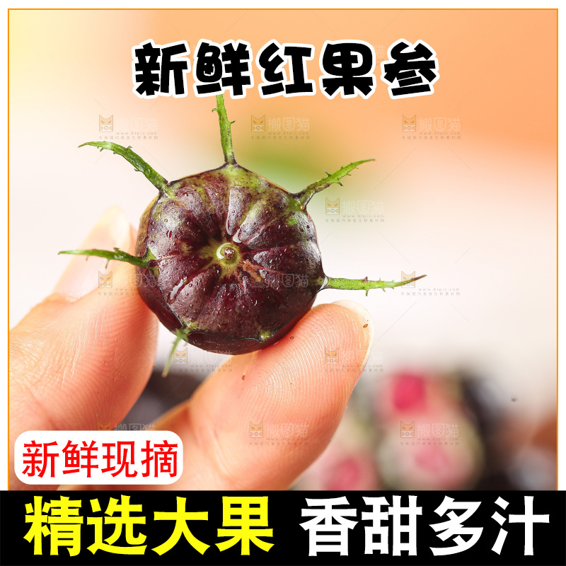 浅底上的红果参