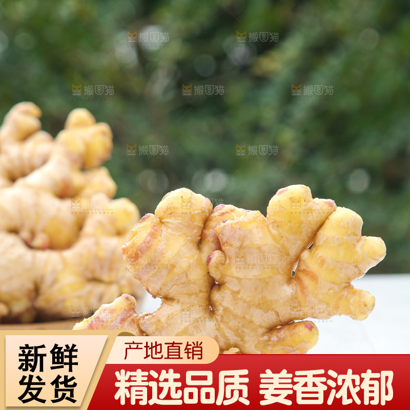 浅底上的小黄姜