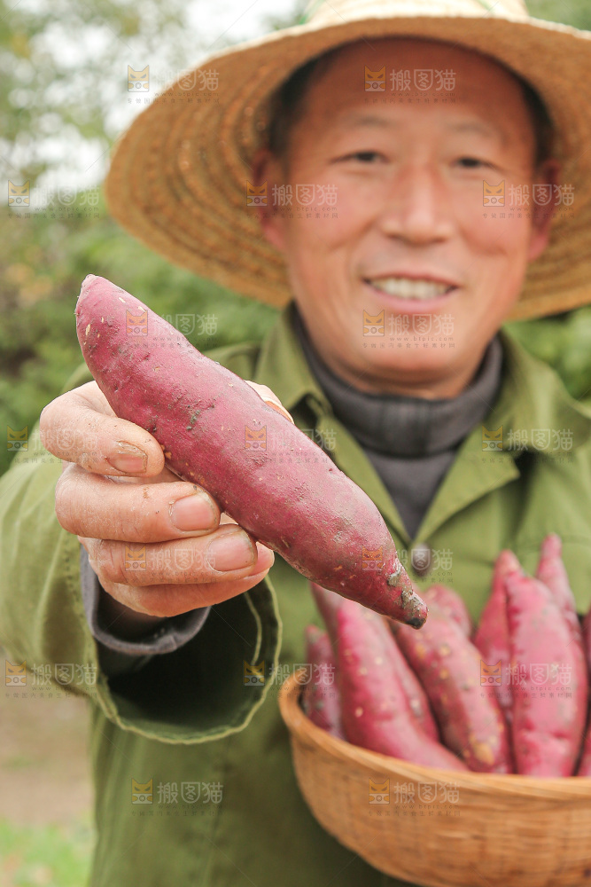 地里新挖的红瑶蜜薯