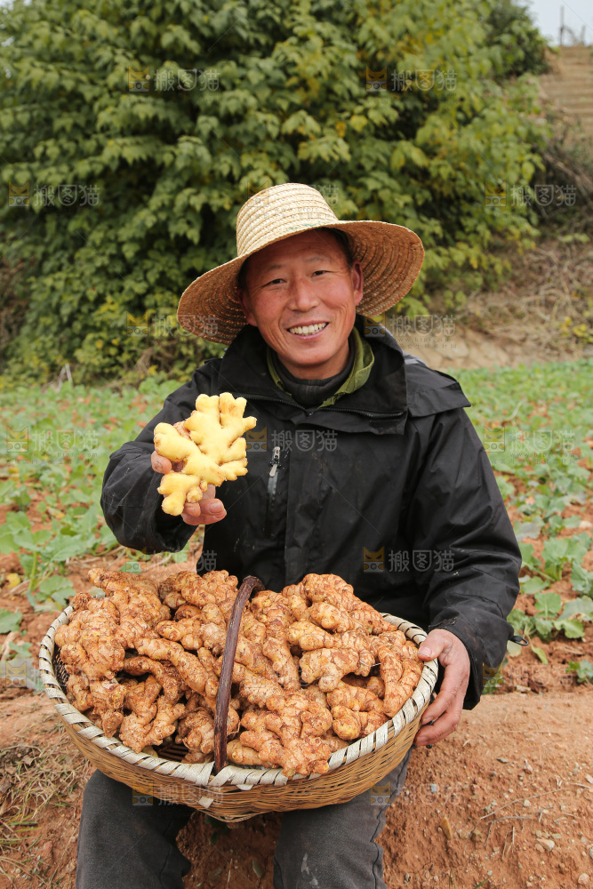 篮子里装着新鲜小黄姜