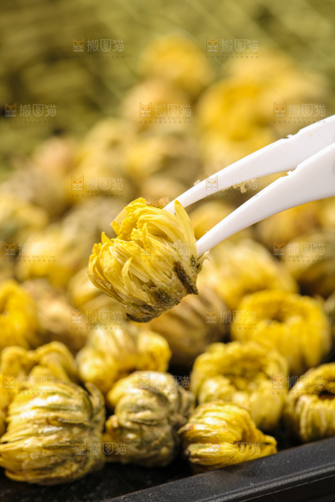 深底上的胎菊