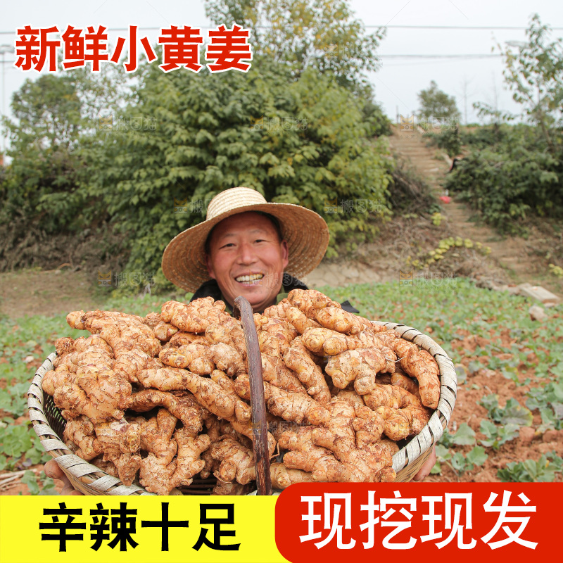 篮子里装着新鲜小黄姜