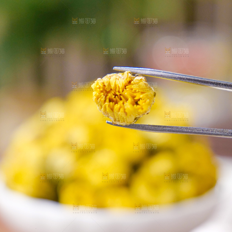 深底上的胎菊