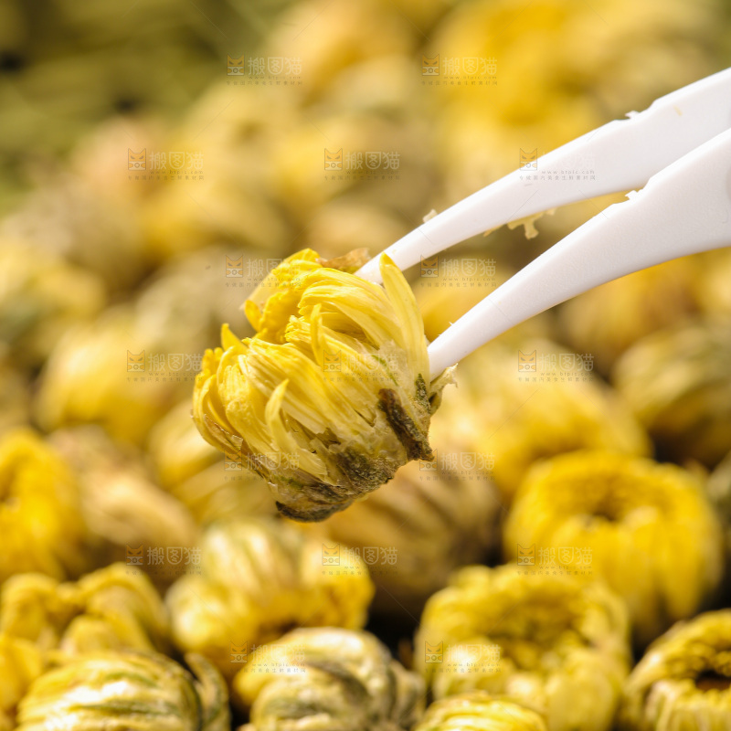 深底上的胎菊