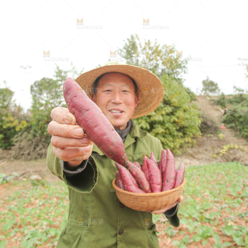 地里新挖的红瑶蜜薯