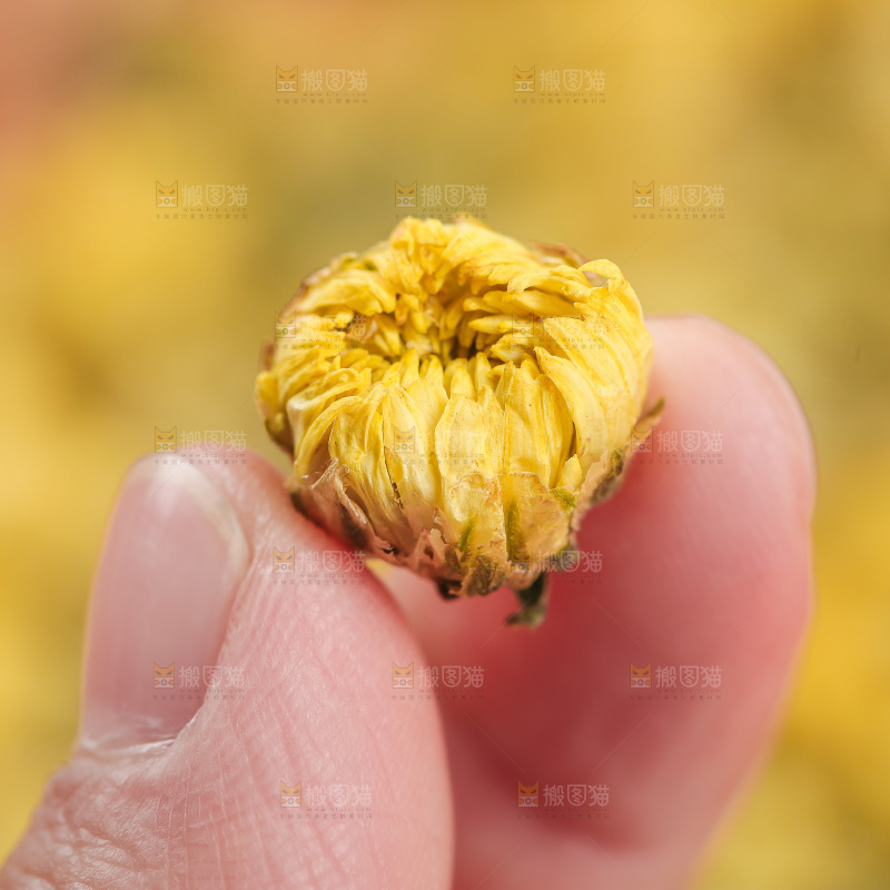 浅底上的胎菊