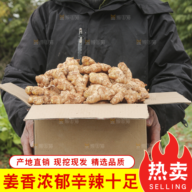 箱子里装着新鲜小黄姜