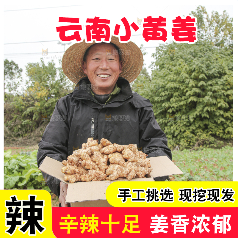 箱子里装着新鲜小黄姜