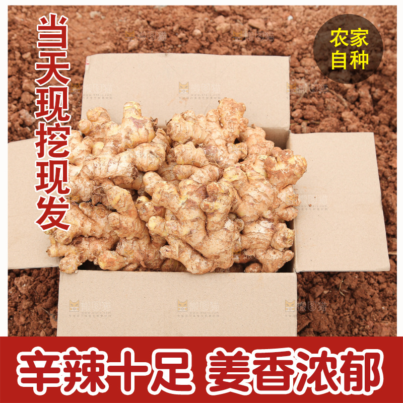 箱子里装着新鲜小黄姜