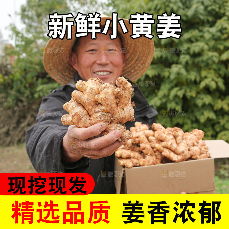 箱子里装着新鲜小黄姜