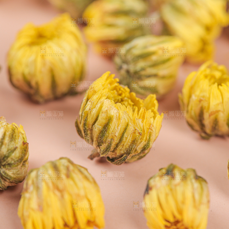 浅底上的胎菊