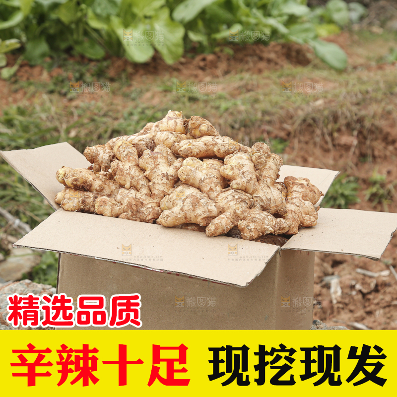 箱子里装着新鲜小黄姜