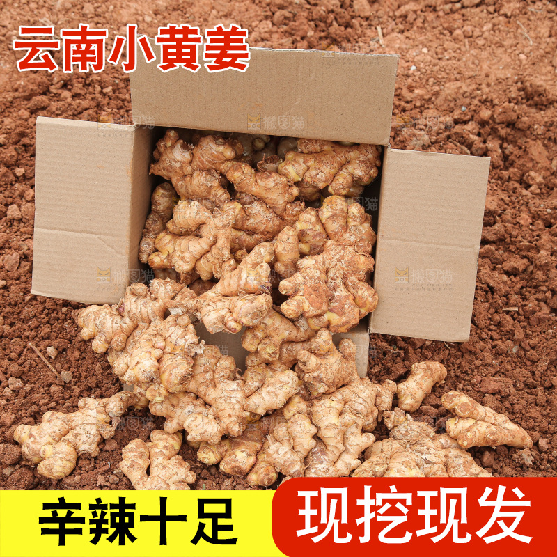 箱子里装着新鲜小黄姜