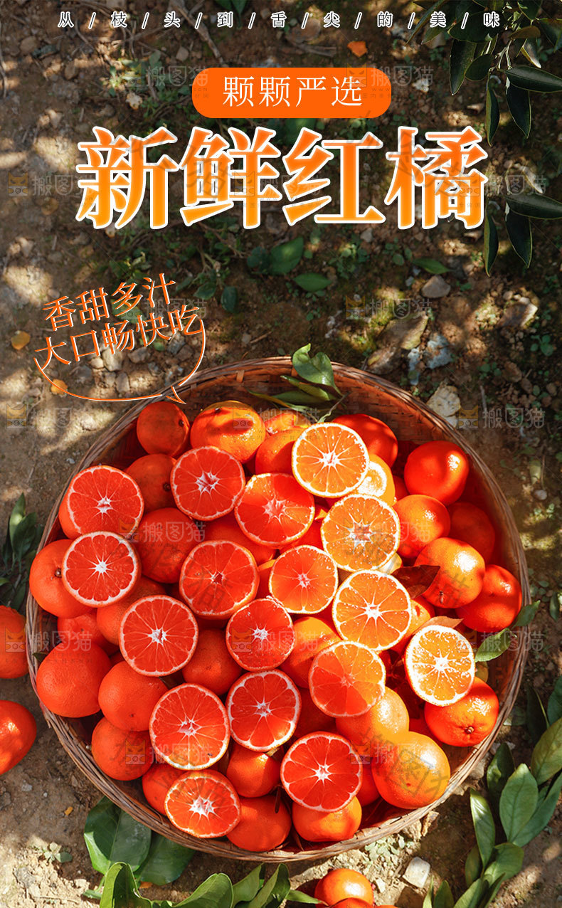 新鲜红橘详情页