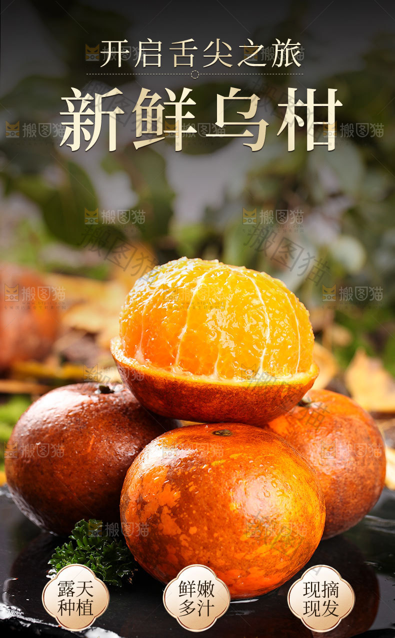新鲜乌柑详情页