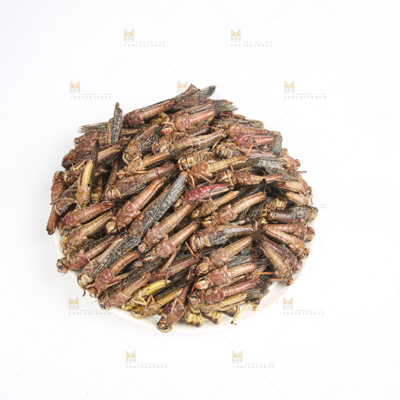 白底上的蚂蚱