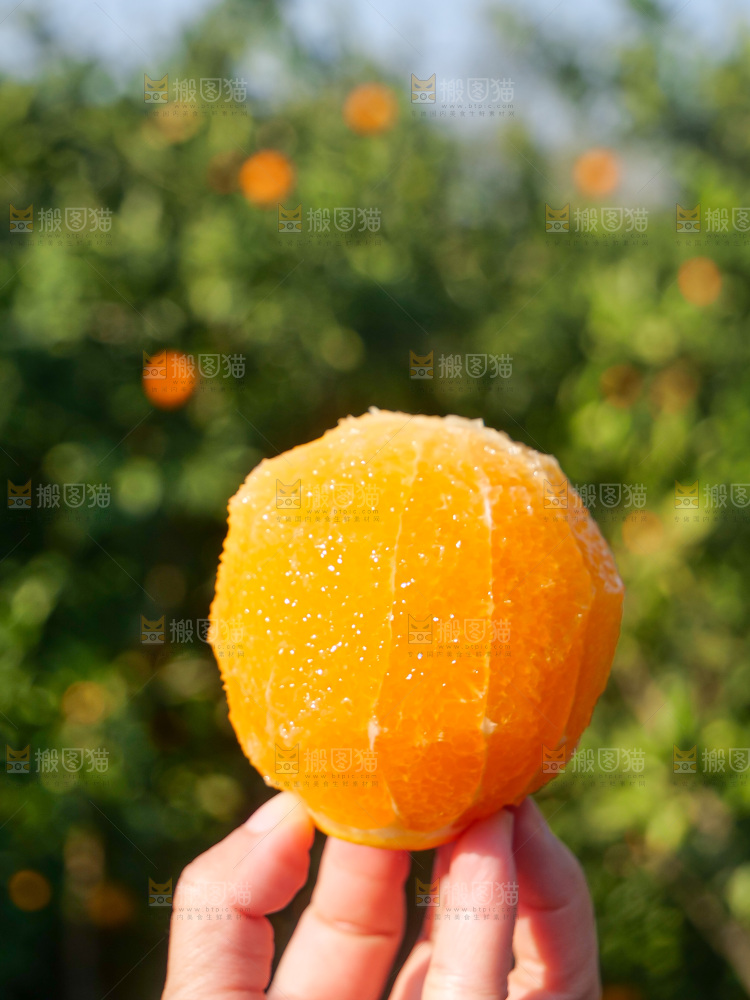 赣南脐橙