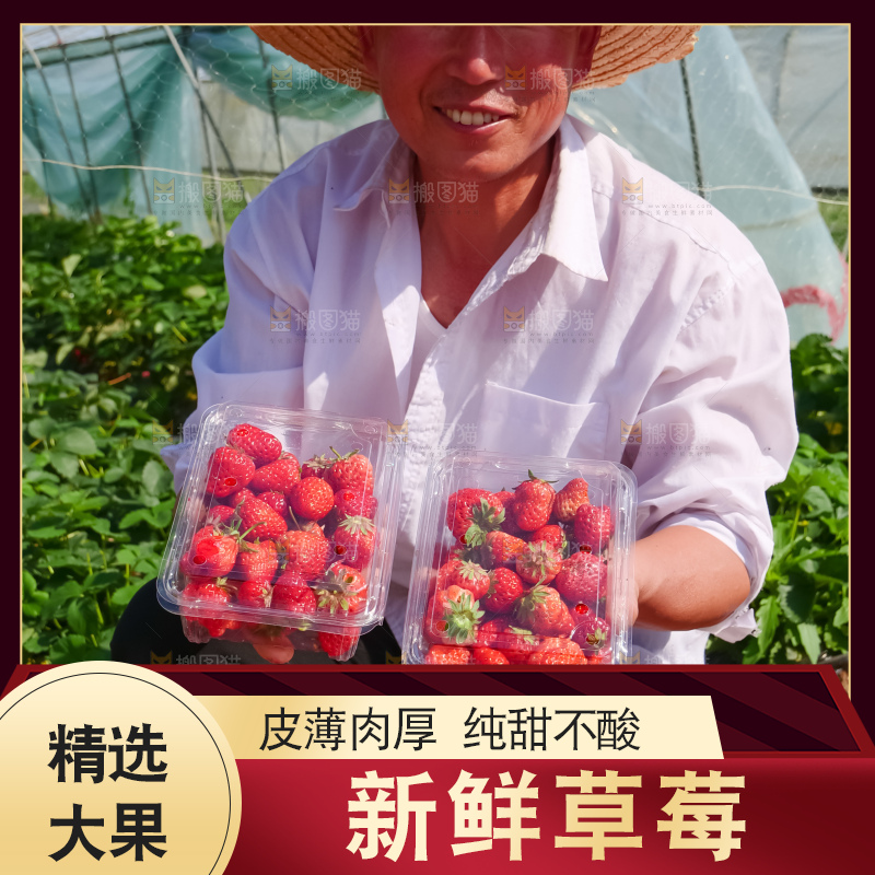 现摘新鲜草莓