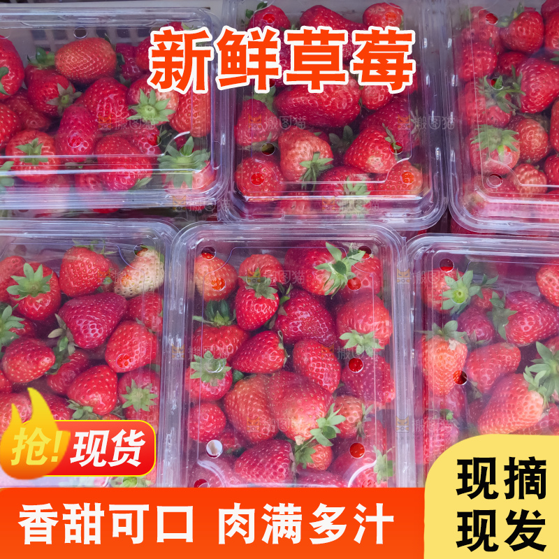 现摘新鲜草莓