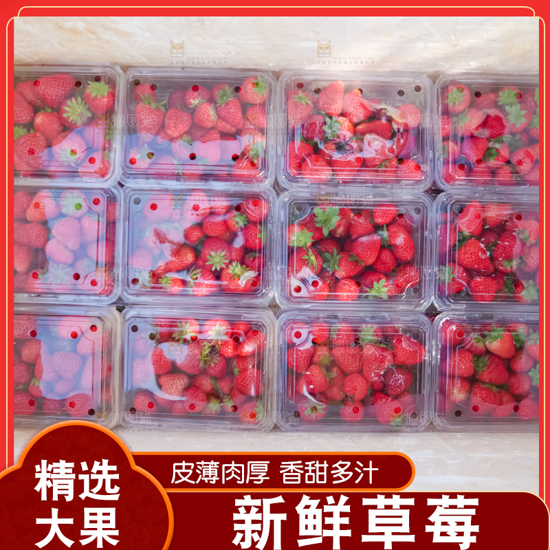 现摘新鲜草莓