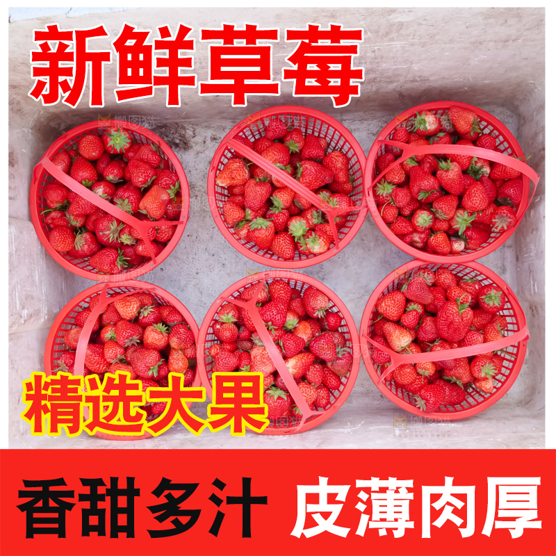 现摘新鲜草莓