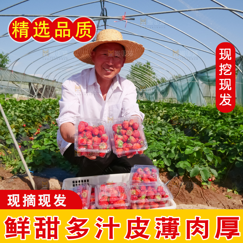 现摘新鲜草莓