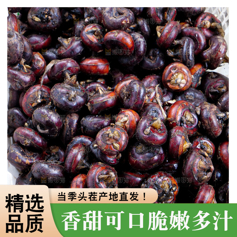浅底上的马蹄