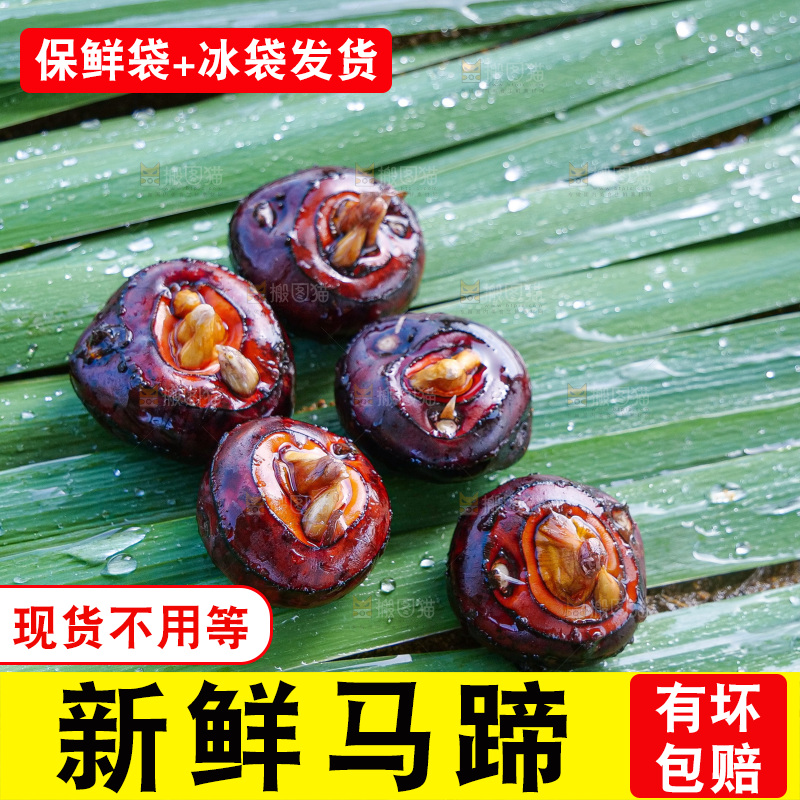 浅底上的马蹄