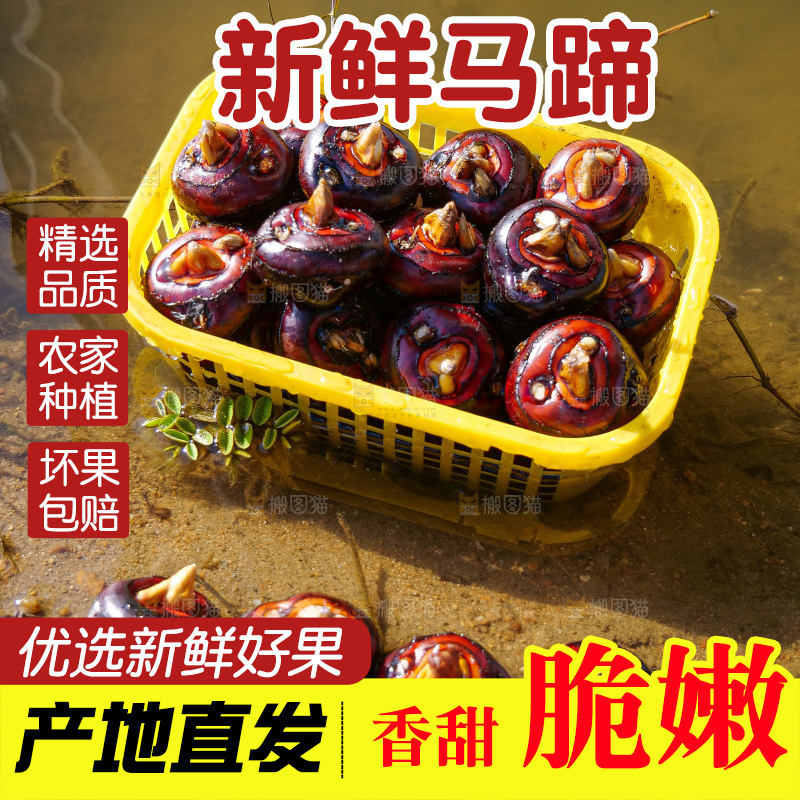 浅底上的马蹄