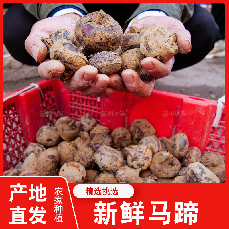 浅底上的马蹄
