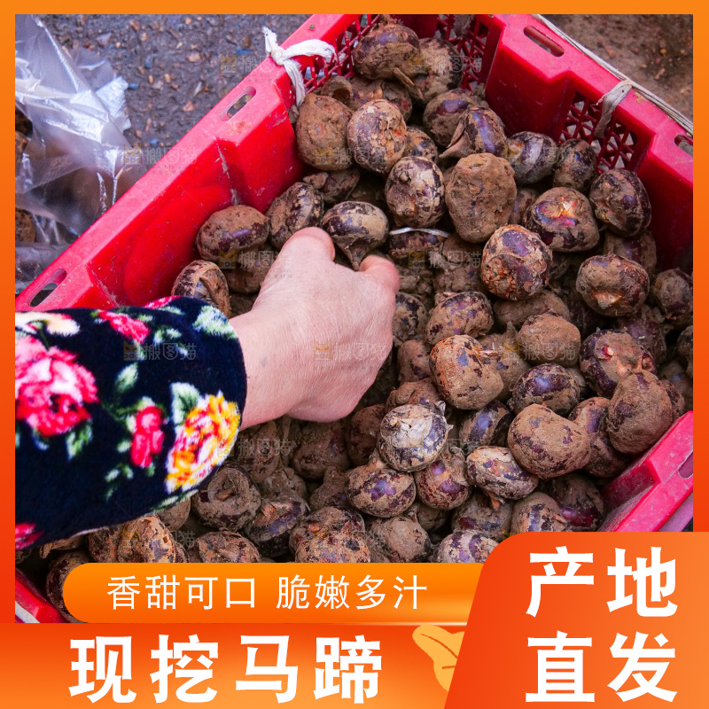 浅底上的马蹄