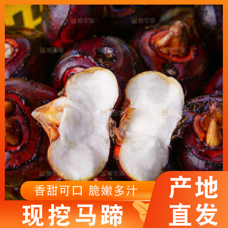 浅底上的马蹄