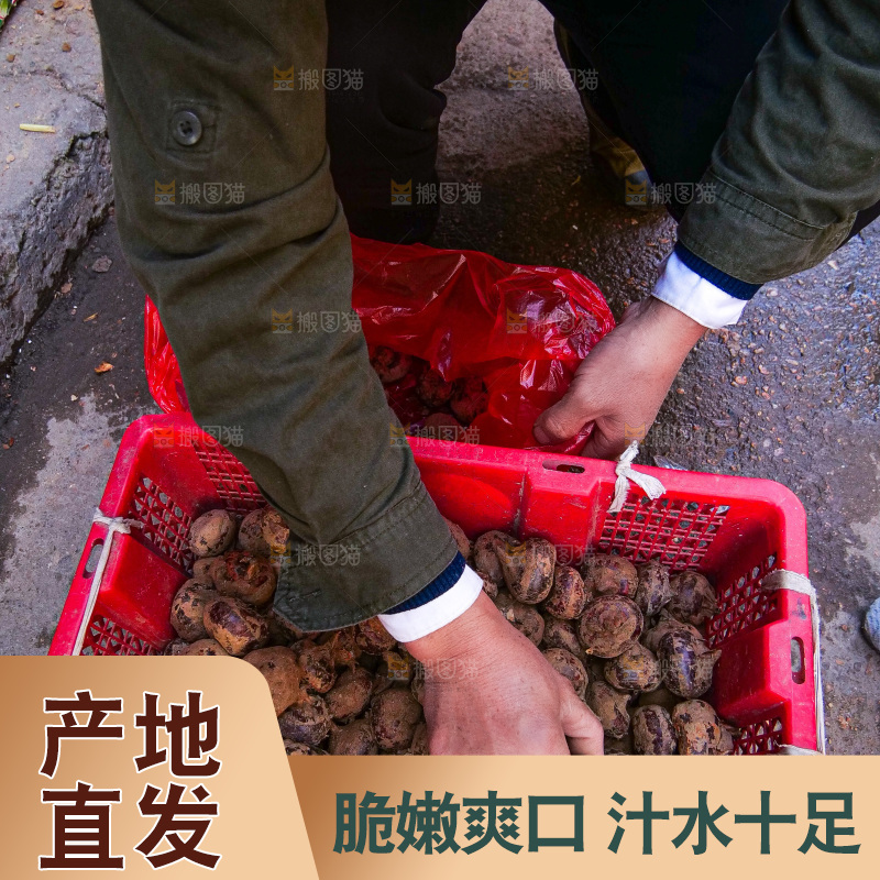 浅底上的马蹄