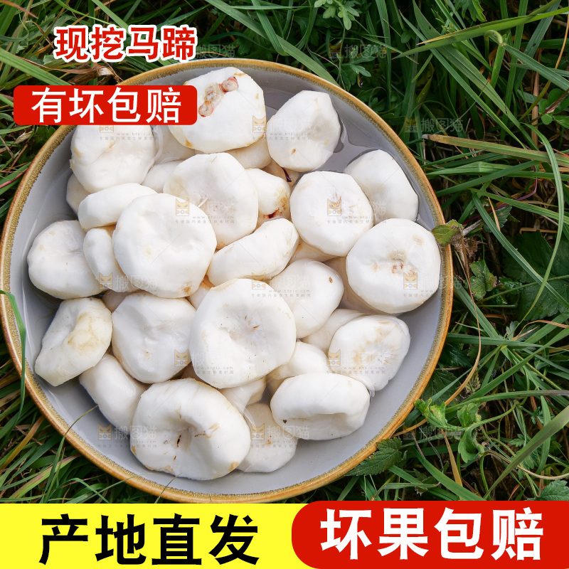 浅底上的马蹄
