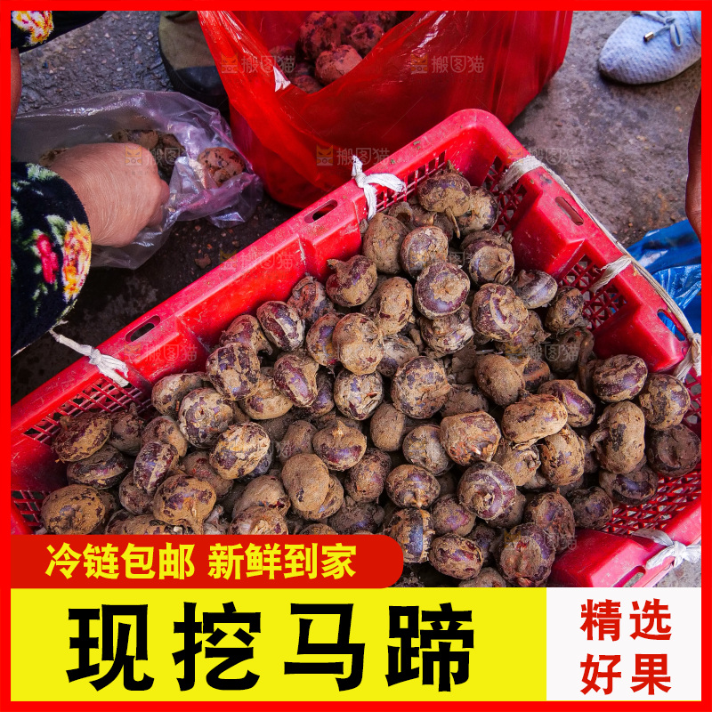 浅底上的马蹄