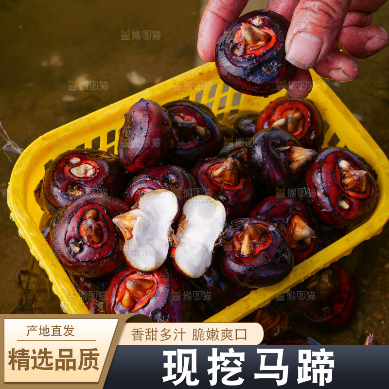 浅底上的马蹄
