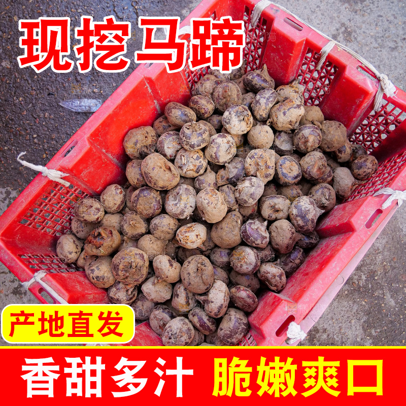 浅底上的马蹄