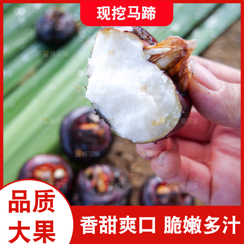 浅底上的马蹄