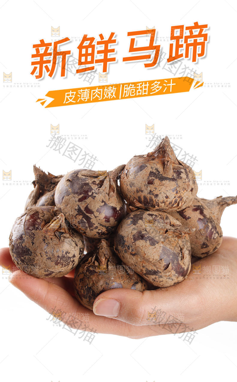 新鲜马蹄详情页