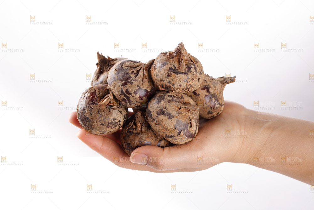 白底上的马蹄