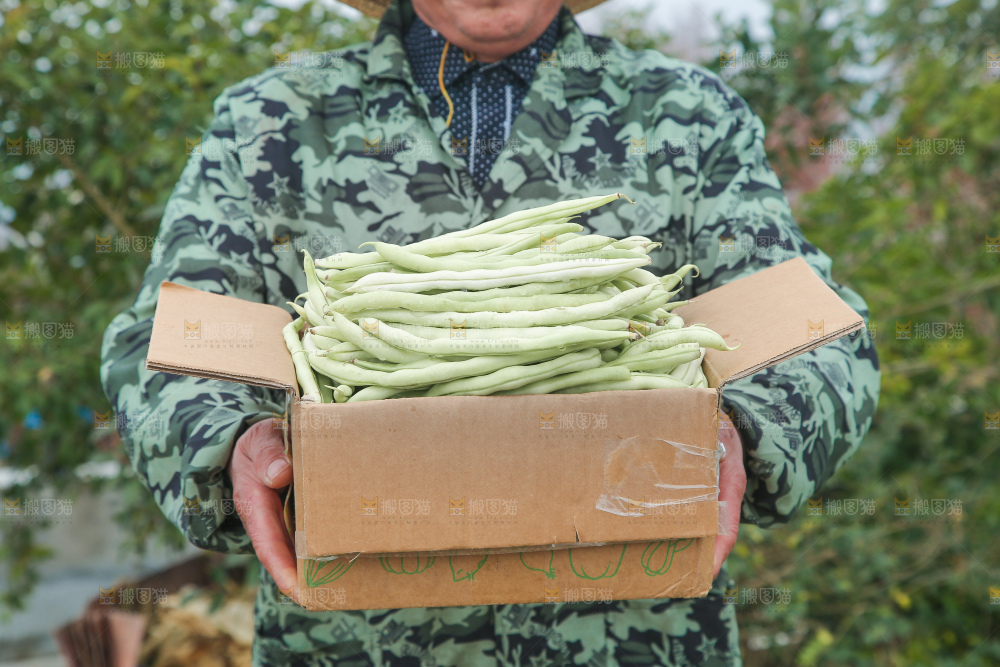 新鲜采摘的白芸豆角